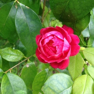 Fundraising Page: Linda Rose